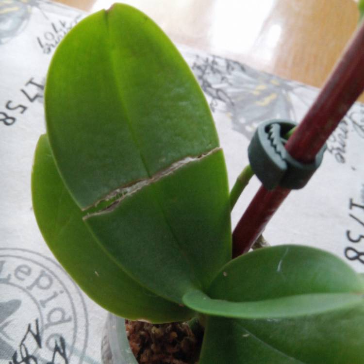 plant image 612436 plant image 612436