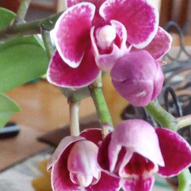 Moth Orchid
