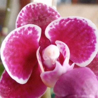 Moth Orchid