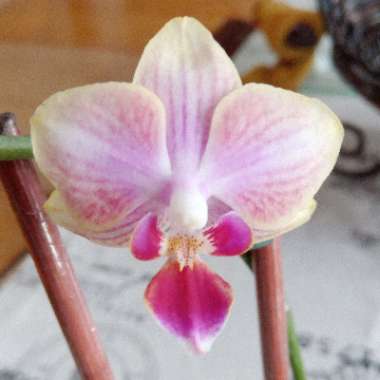 Moth Orchid