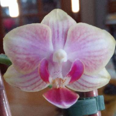 Moth Orchid