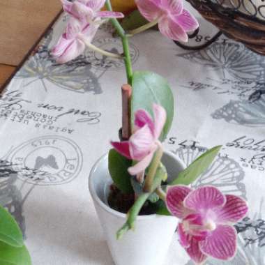 Moth Orchid
