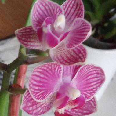 Moth Orchid
