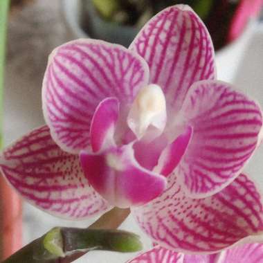 Moth Orchid