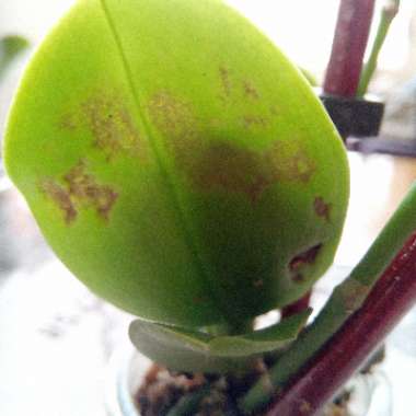 Moth Orchid