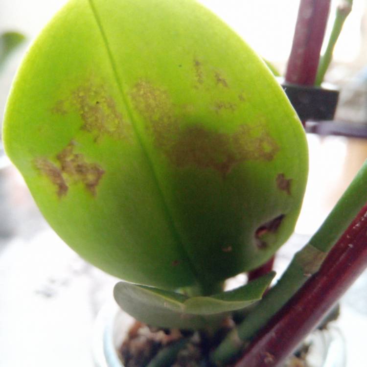 plant image 613927 plant image 613927