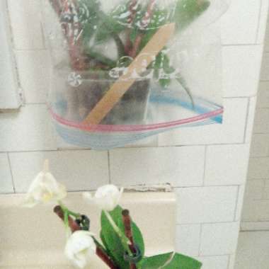 Moth Orchid