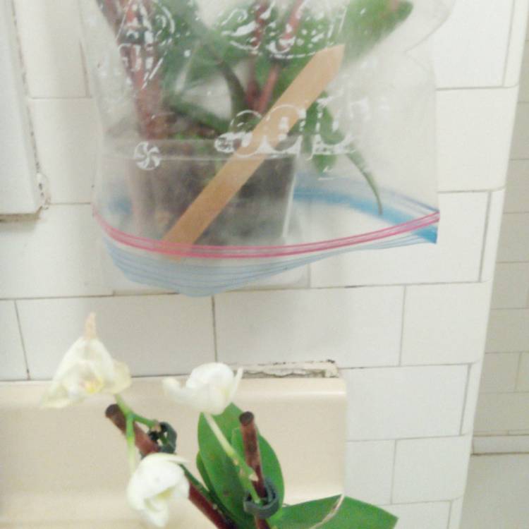 plant image 615382 plant image 615382