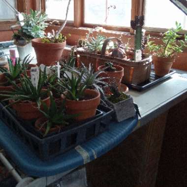 Trouble's garden