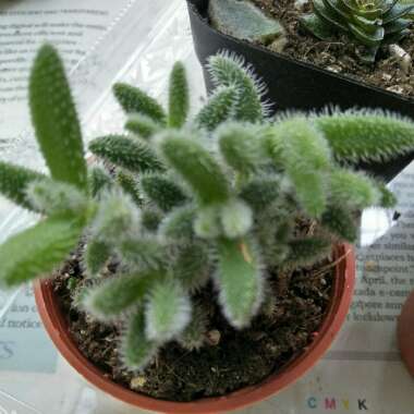 Delosperma echinatum syn. Delosperma pruinosum