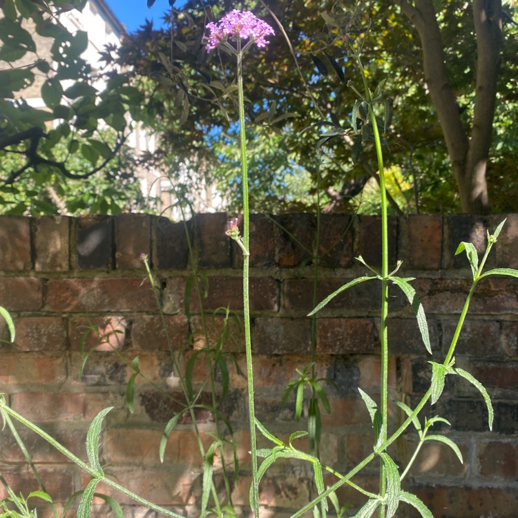 Plant image Verbena bonariensis 'Buenos Aires'