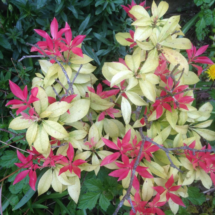 plant image 602307