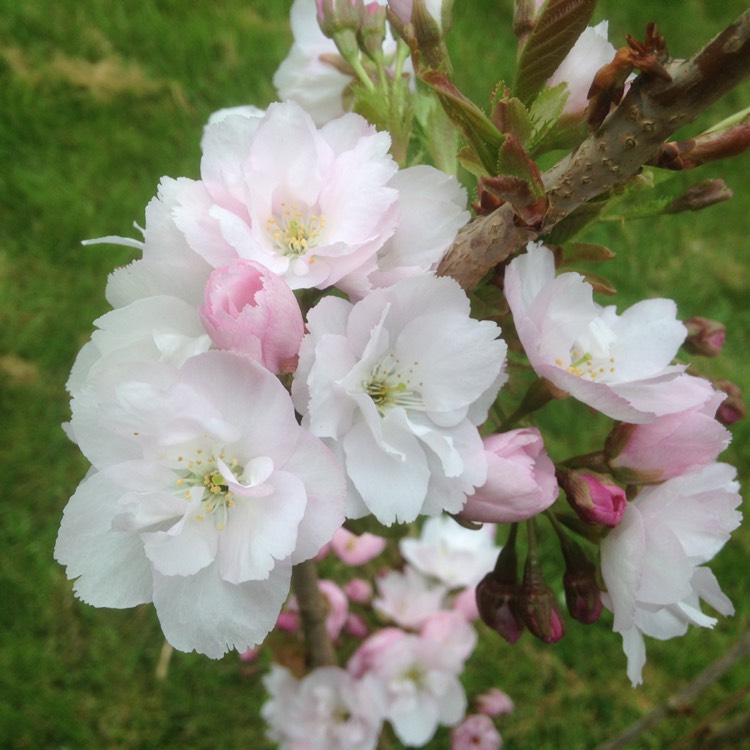plant image 604395
