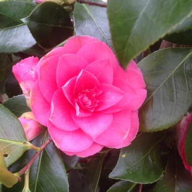 Camellia 'Pink'
