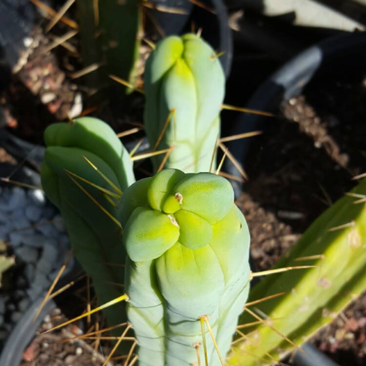 Plant image Echinopsis lageniformis syn. Trichocereus bridgesii