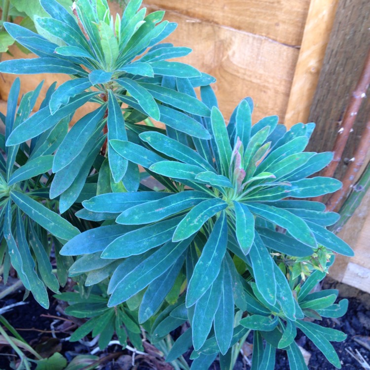Plant image Euphorbia amygdaloides
