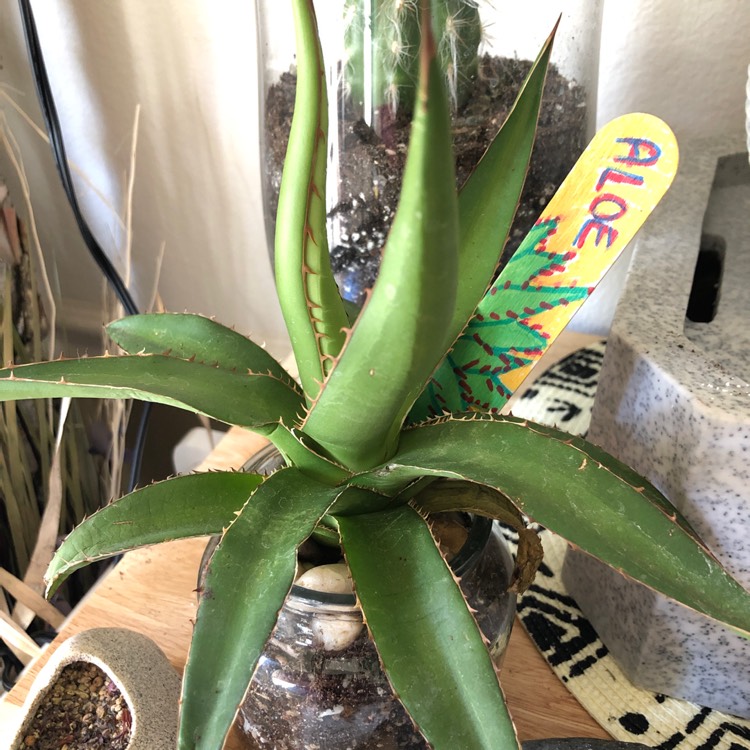 plant image 1445315