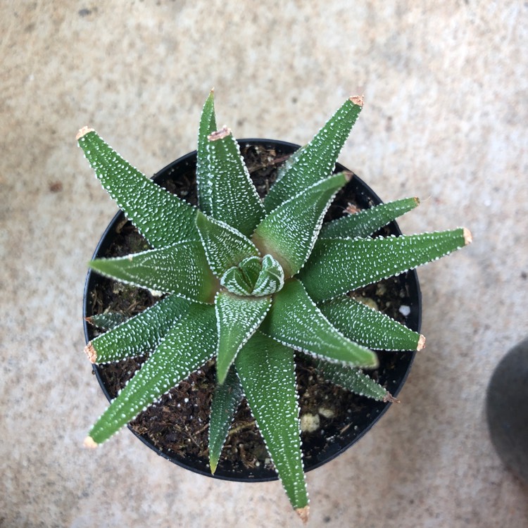 plant image 1452914
