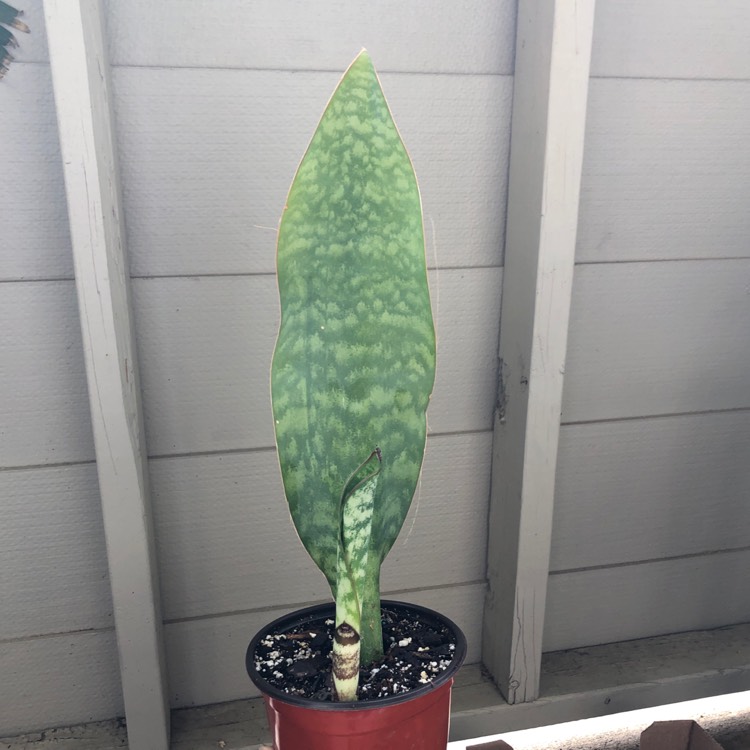plant image 1452922