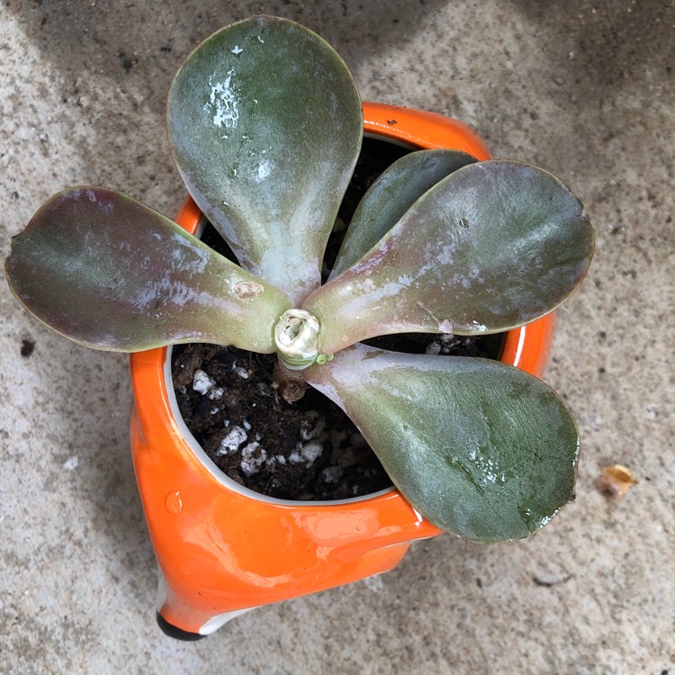 Plant image Echeveria Moondust