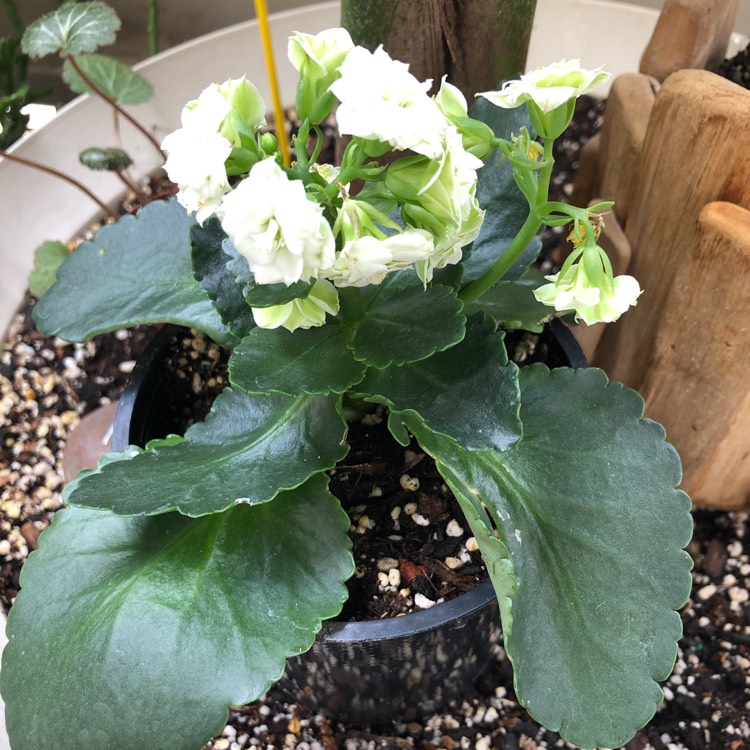 Plant image Kalanchoe blossfeldiana 'Calandiva White'