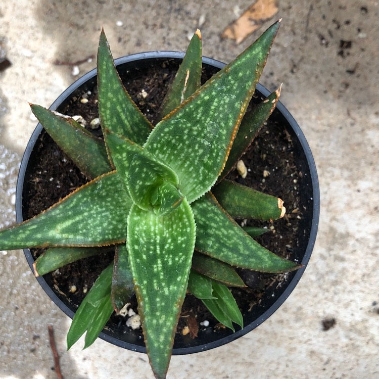 Plant image x Gasteraloe 'Green Gold'