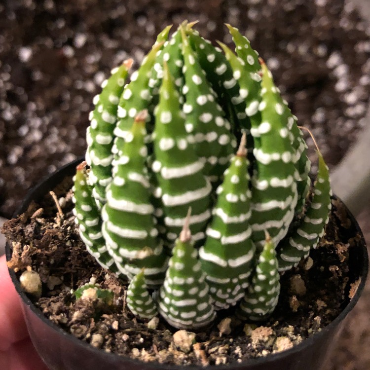 Plant image Haworthia Coarctata