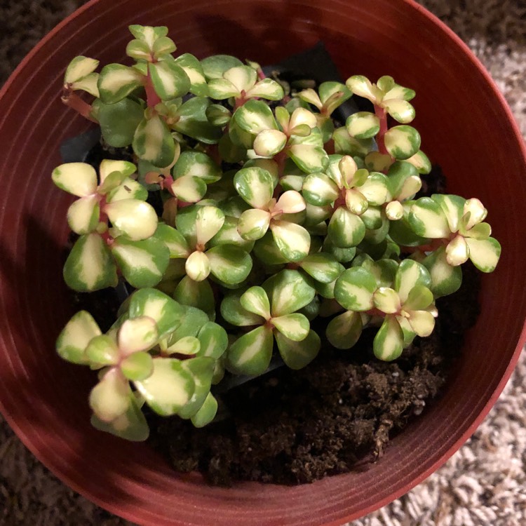 Plant image Portulacaria Afra 'Medio-picta'