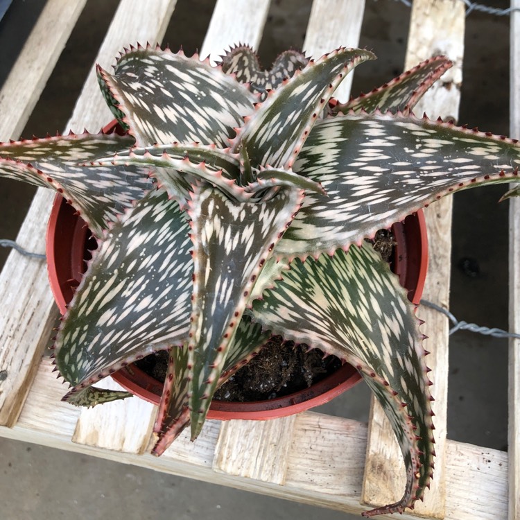 plant image 1466354