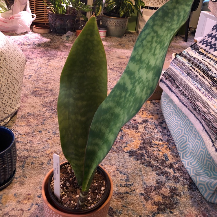 plant image 1488472