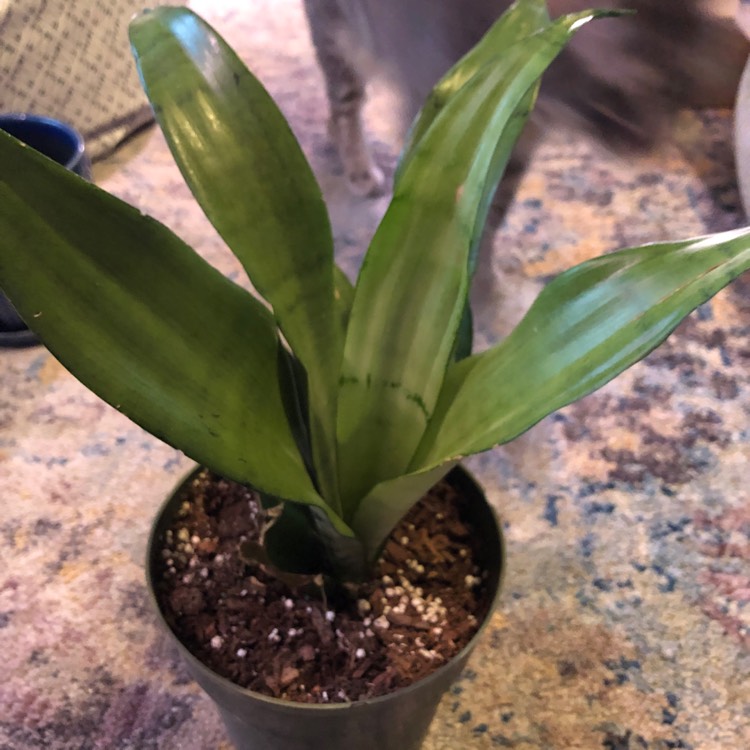 plant image 1488474