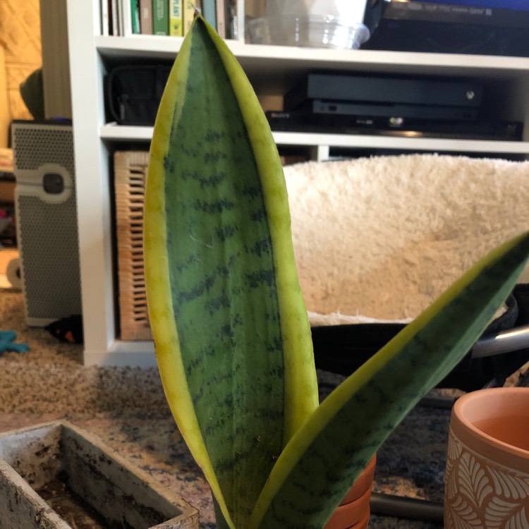 plant image 1525173
