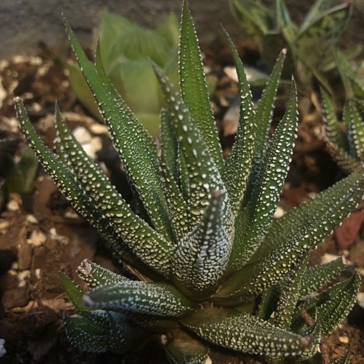 plant image 1540762