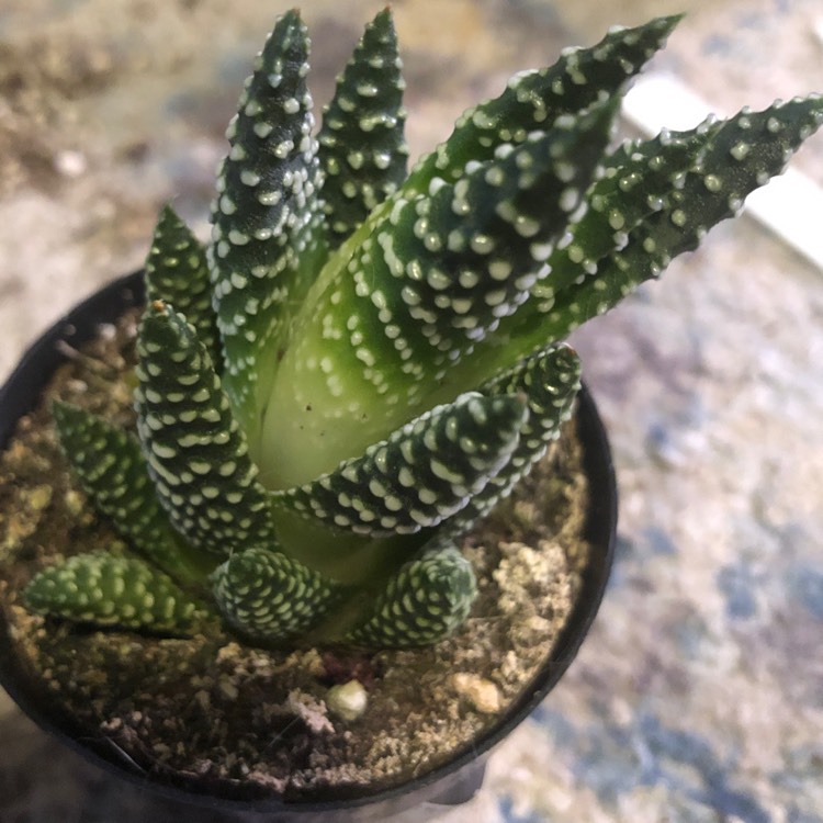 plant image 1540765