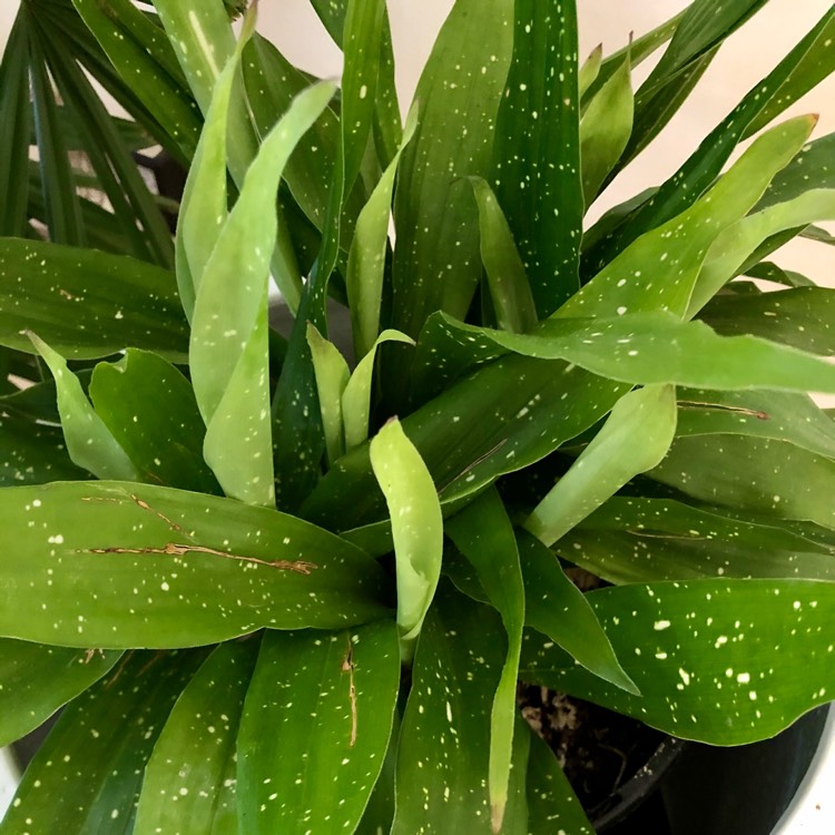 plant image 1192723
