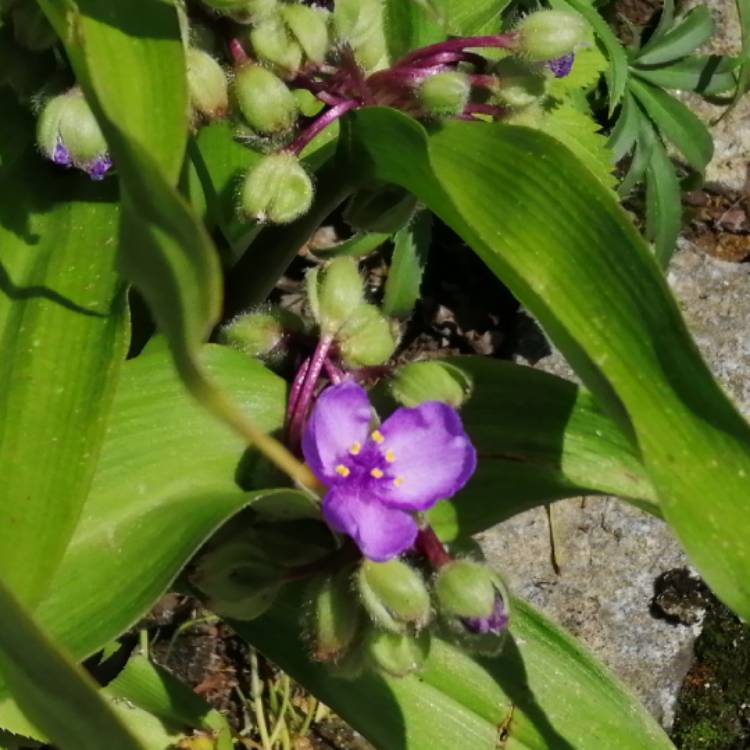 Plant image Tradescantia (Andersoniana Group) 'Purple Dome'