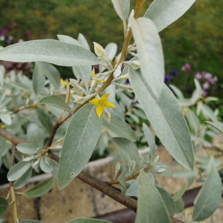 Plant image Elaeagnus 'Quicksilver'