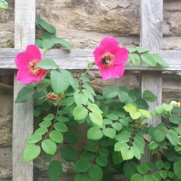 Plant image Rosa moyesii 'Geranium'