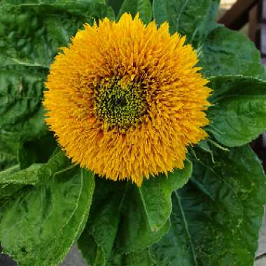 Moya's garden