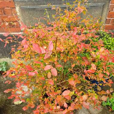 Moya's garden