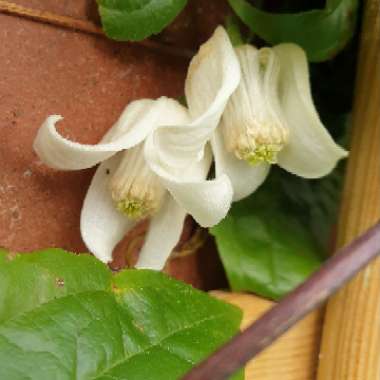Clematis 'Winter Beauty'