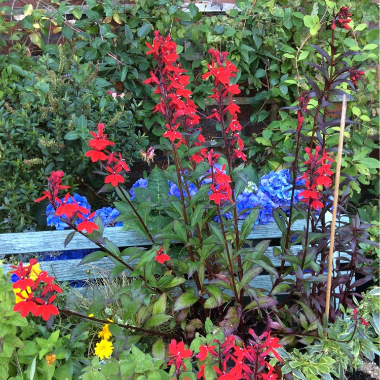 Plant image Lobelia x speciosa 'Fan Scarlet'