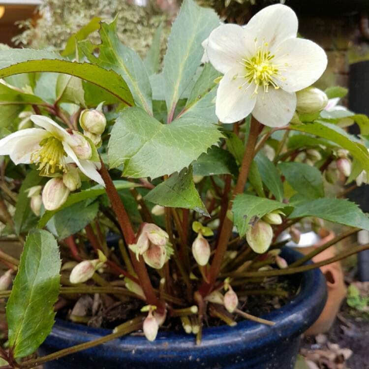 plant image 308741