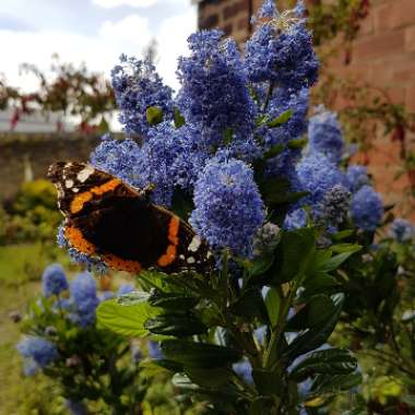 Moya's garden