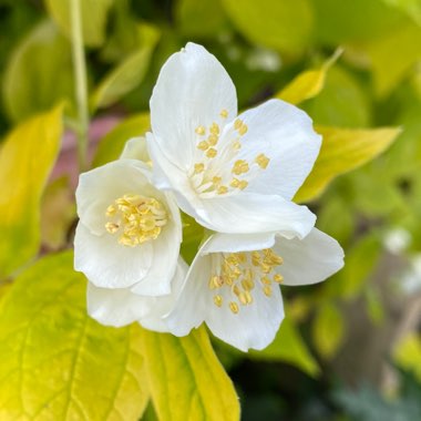 Mock Orange