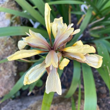 Stinking Iris