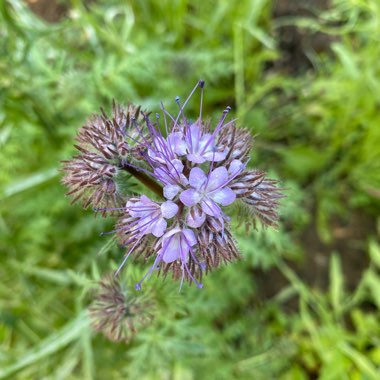 Moyna's garden