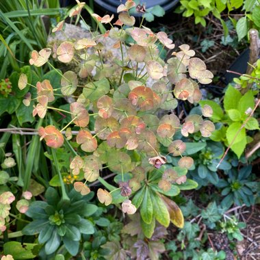 Wood Spurge (Species) Mrs Robb's Bonnet