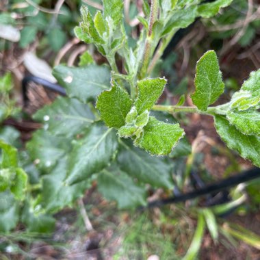 Moyna's garden