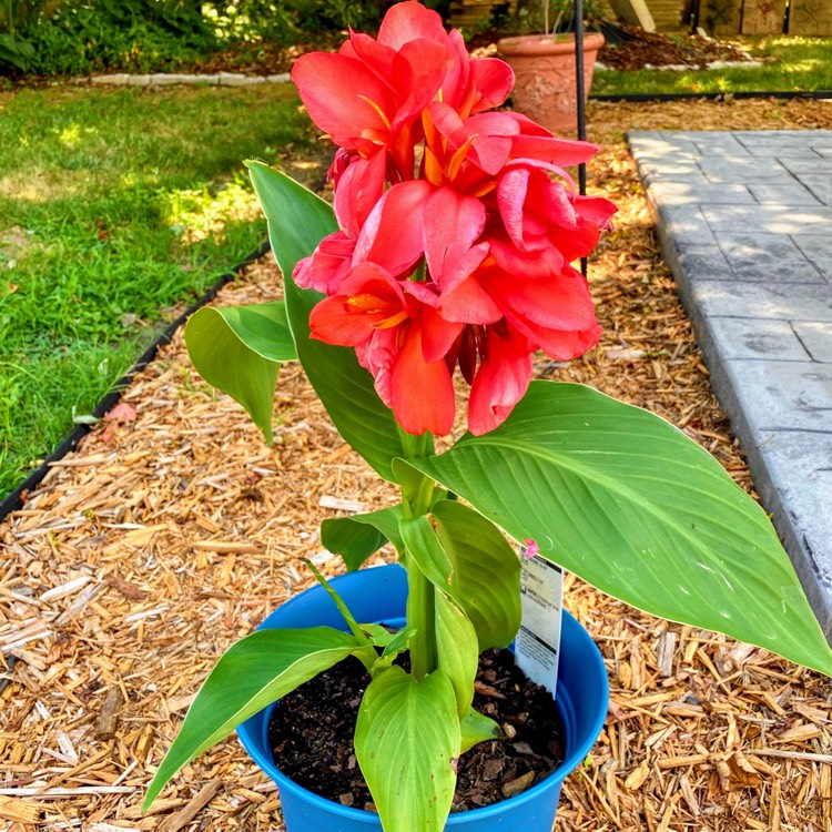 Plant image Canna indica syn. Canna discolor, Canna indica 'Edulis', Canna lanuginosa, Canna limbata, Canna 'Limbata'